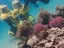 Aqua Star Diving - Thumbnail 2