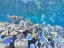 Introductory Dive in Eilat - Thumbnail 2
