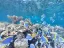 Introductory Dive in Eilat - Thumbnail 2