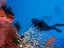 Introductory Dive in Eilat - Thumbnail 5