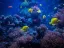 Introductory Dive in Eilat - Thumbnail 6