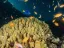 Glass Bottom Boat Cruise in Eilat - Thumbnail 4