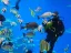 intro diving - Thumbnail 1