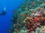 intro diving - Thumbnail 3