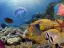 intro diving - Thumbnail 4