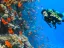 intro diving - Thumbnail 5