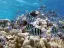 Intro Diving and Snorkeling day Trip - Thumbnail 2