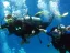Excursion d'une journée de plongée d'initiation et de plongée en apnée - Thumbnail 21