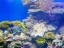 Coral Beach Nature Reserve - Thumbnail 2