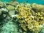 Réserve naturelle de Coral Beach - Thumbnail 3