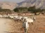 Hay-Bar Yotvata Nature Reserve Ticket – Self-Drive Wildlife Experience near Eilat - Thumbnail 1