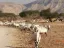 Hay-Bar Yotvata Nature Reserve Ticket – Self-Drive Wildlife Experience near Eilat - Thumbnail 1