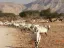 Entrada a la Reserva Natural Hai-Bar Yotvata – Experiencia de Fauna Silvestre en Vehículo Propio cerca de Eilat - Thumbnail 1