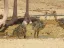 Hay-Bar Yotvata Nature Reserve Ticket – Self-Drive Wildlife Experience near Eilat - Thumbnail 2