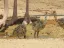 Entrada a la Reserva Natural Hai-Bar Yotvata – Experiencia de Fauna Silvestre en Vehículo Propio cerca de Eilat - Thumbnail 2