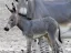 Hay-Bar Yotvata Nature Reserve Ticket – Self-Drive Wildlife Experience near Eilat - Thumbnail 3