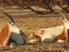 Hay-Bar Yotvata Nature Reserve Ticket – Self-Drive Wildlife Experience near Eilat - Thumbnail 4