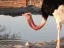 Entrada a la Reserva Natural Hai-Bar Yotvata – Experiencia de Fauna Silvestre en Vehículo Propio cerca de Eilat - Thumbnail 5