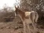 Hay-Bar Yotvata Nature Reserve Ticket – Self-Drive Wildlife Experience near Eilat - Thumbnail 6