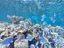 Plongée d'initiation à Eilat - Thumbnail 2