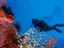 Plongée d'initiation à Eilat - Thumbnail 5