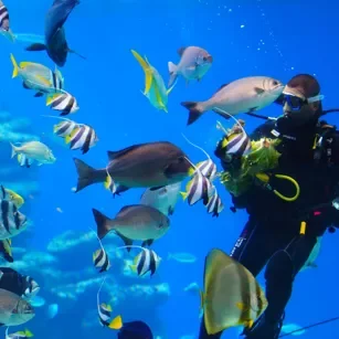 intro diving