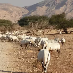 Hay-Bar Yotvata Nature Reserve Ticket โ Self-Drive Wildlife Experience near Eilat