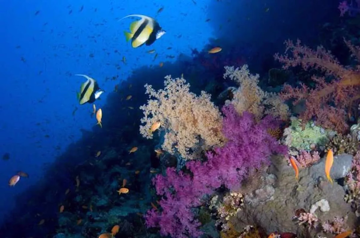 Introductory Dive in Eilat - Image 1