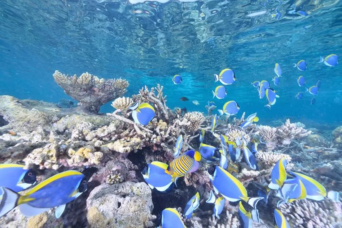 Introductory Dive in Eilat - Image 2