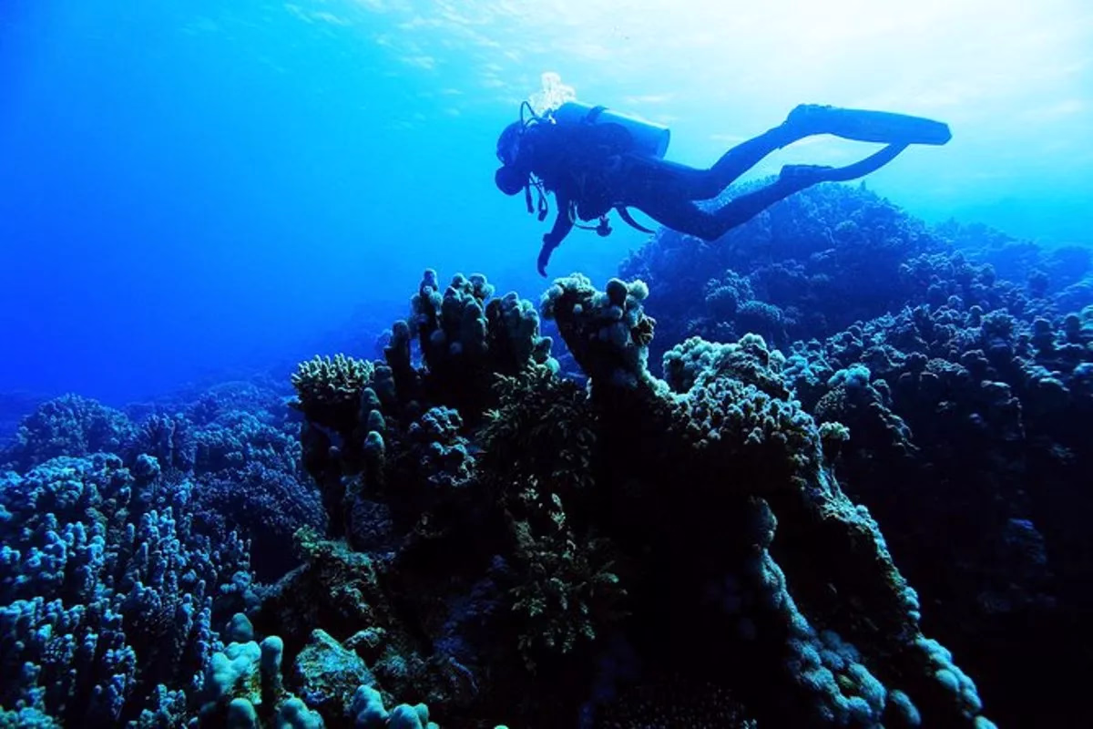 Introductory Dive in Eilat - Image 4
