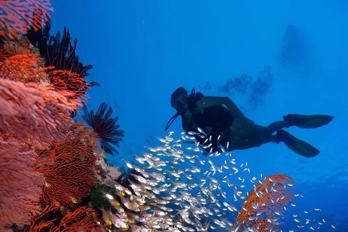 Introductory Dive in Eilat - Image 5
