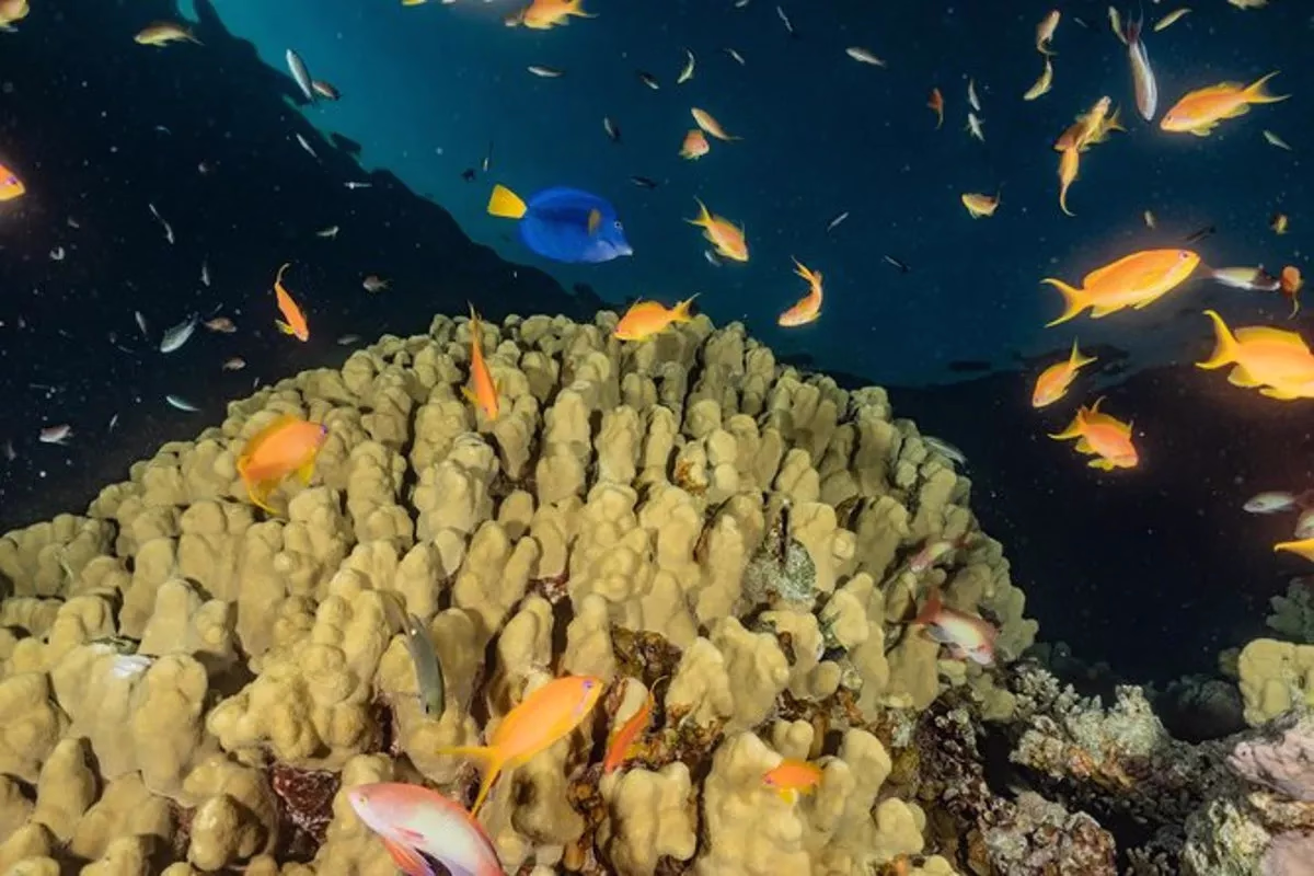 Glass Bottom Boat Cruise in Eilat - Image 4