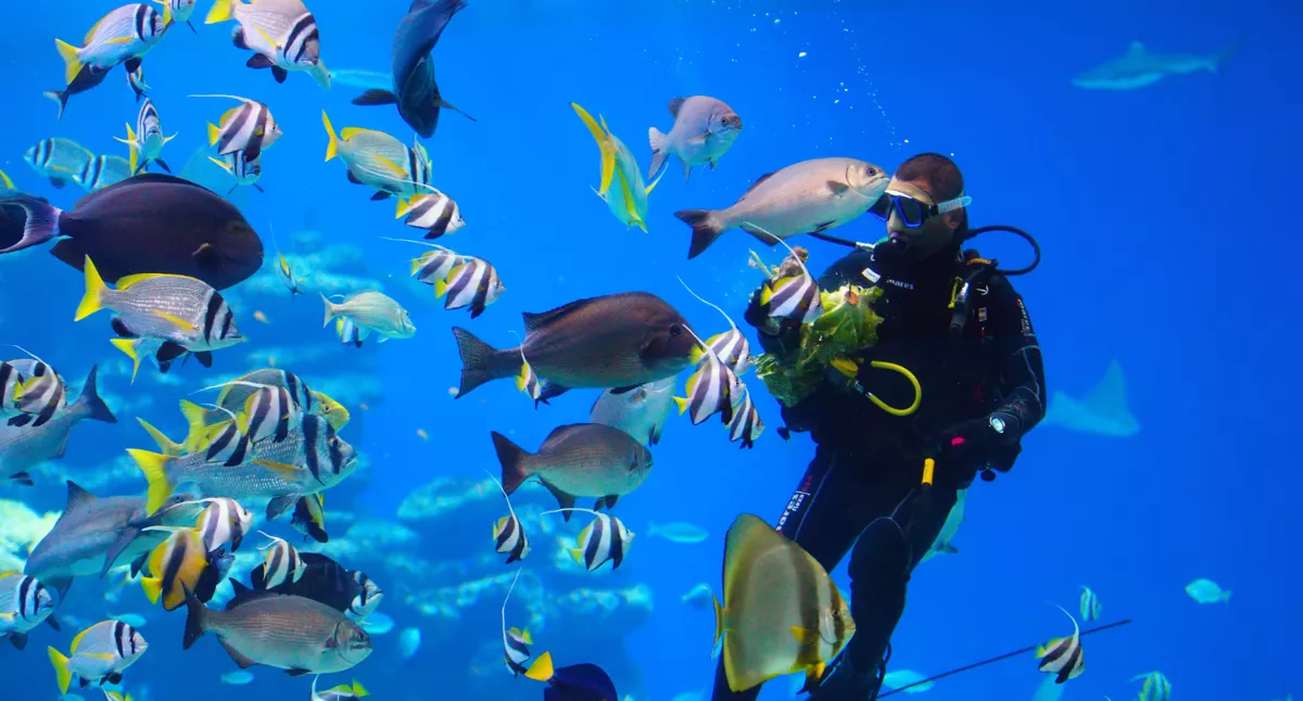 intro diving - Image 1