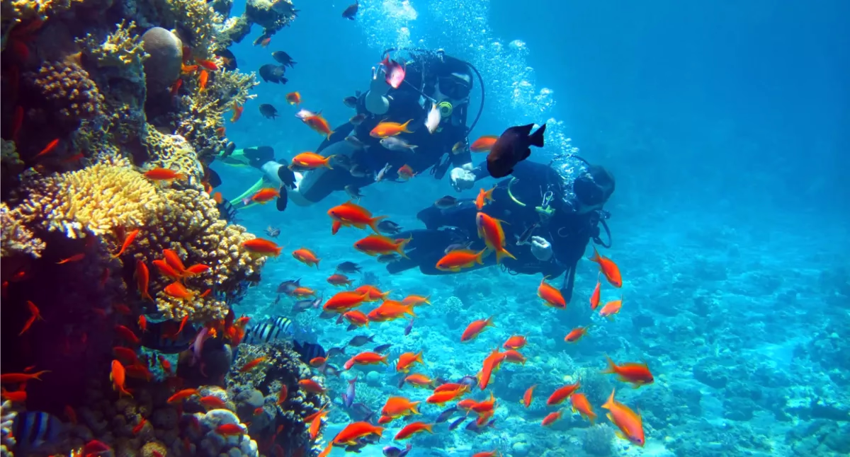 intro diving - Image 2