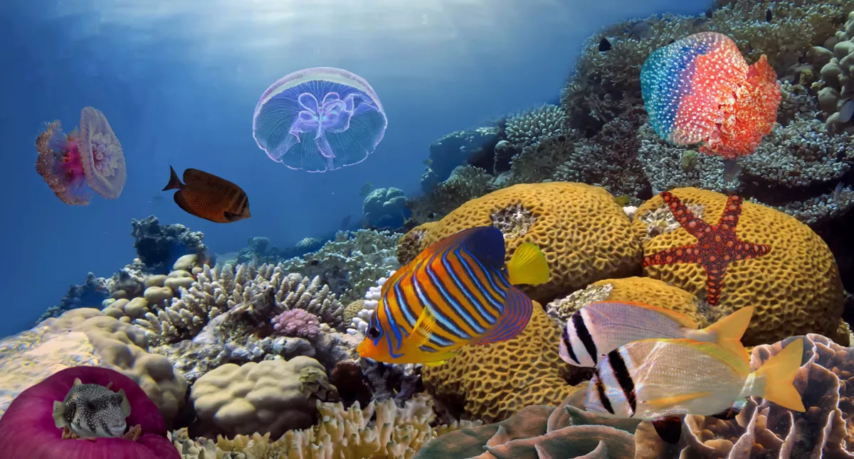 intro diving - Image 4