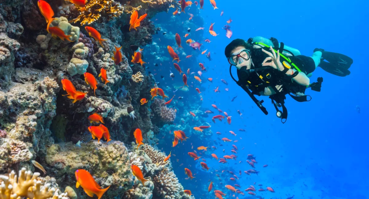intro diving - Image 5