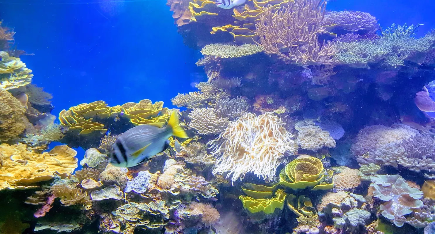 Réserve naturelle de Coral Beach - Image 2