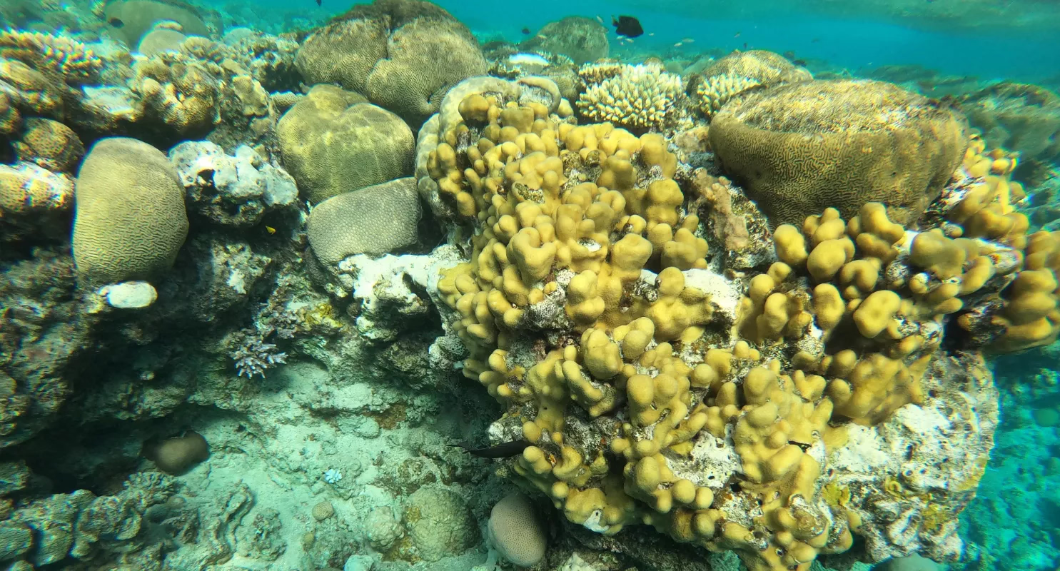 Réserve naturelle de Coral Beach - Image 3