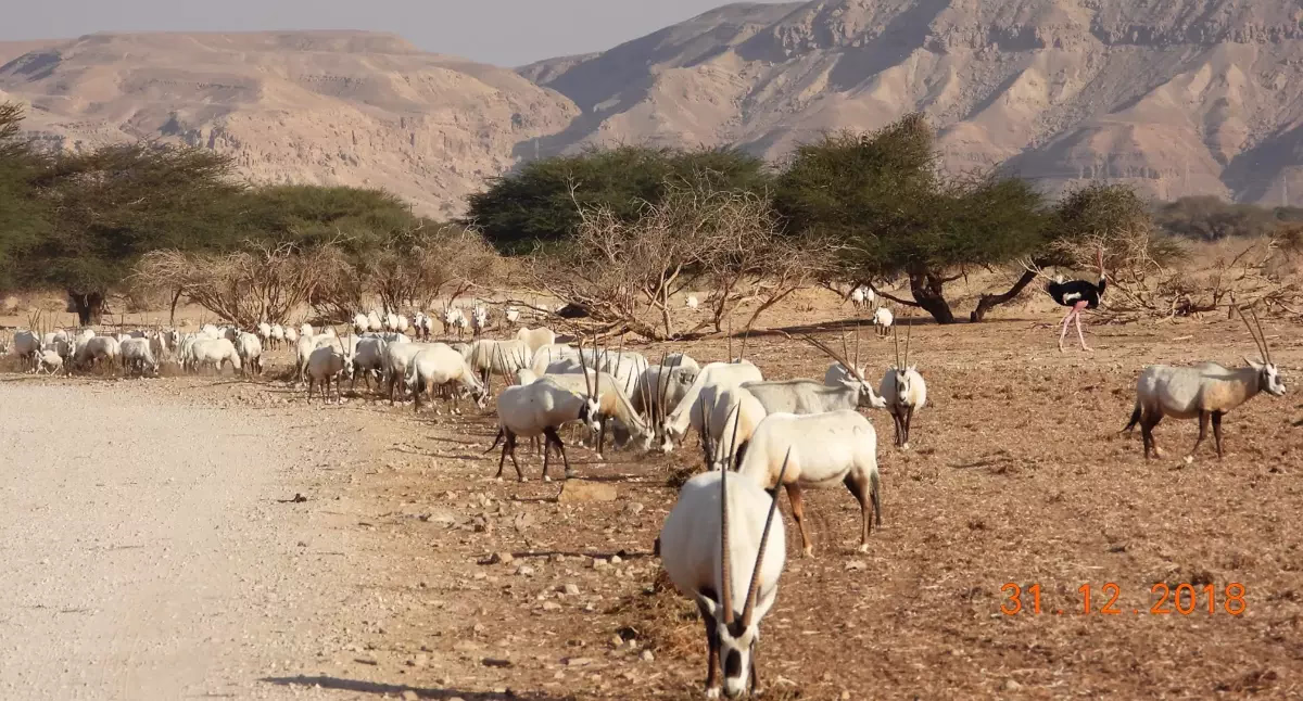 Hay-Bar Yotvata Nature Reserve Ticket – Self-Drive Wildlife Experience near Eilat - Image 1