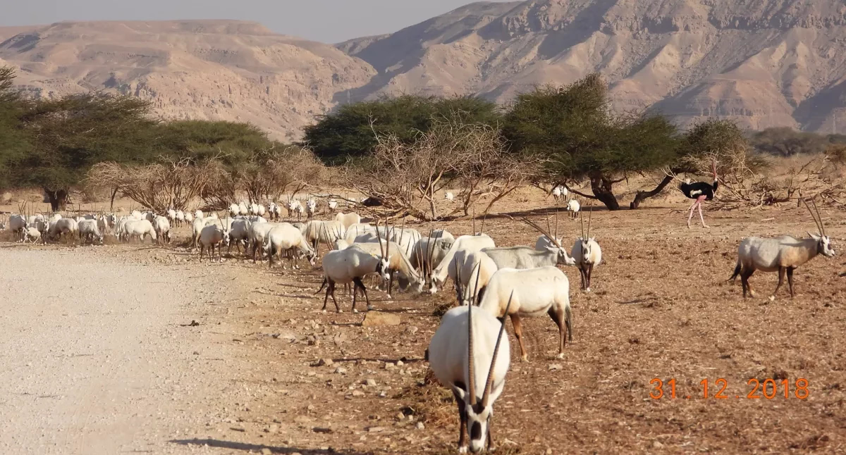 Hay-Bar Yotvata Nature Reserve Ticket – Self-Drive Wildlife Experience near Eilat - Image 1