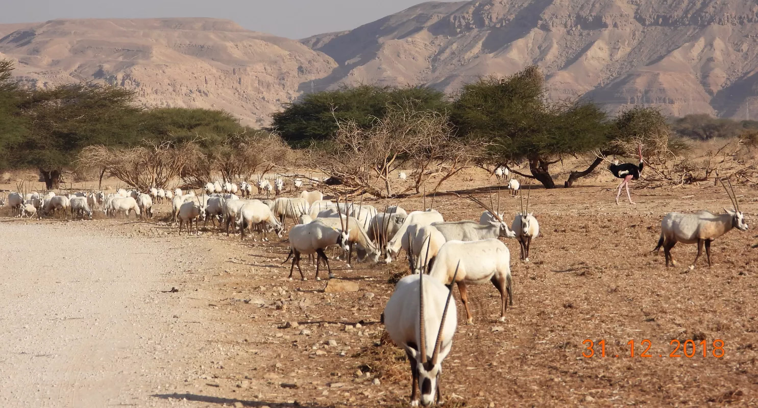 Entrada a la Reserva Natural Hai-Bar Yotvata – Experiencia de Fauna Silvestre en Vehículo Propio cerca de Eilat - Image 1