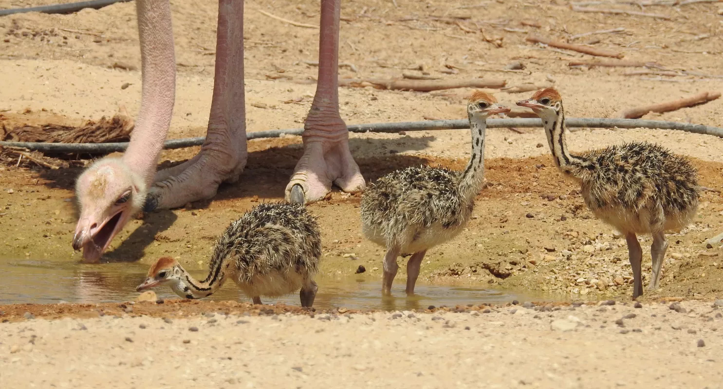 Entrada a la Reserva Natural Hai-Bar Yotvata – Experiencia de Fauna Silvestre en Vehículo Propio cerca de Eilat - Image 2