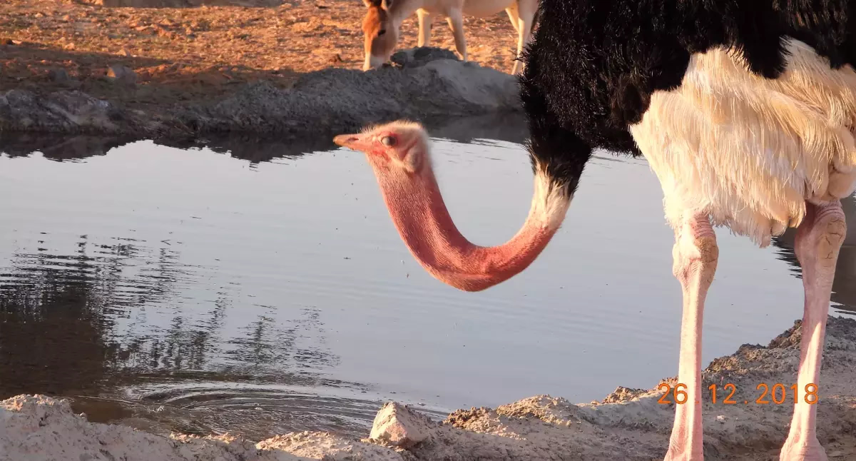 Hay-Bar Yotvata Nature Reserve Ticket – Self-Drive Wildlife Experience near Eilat - Image 5