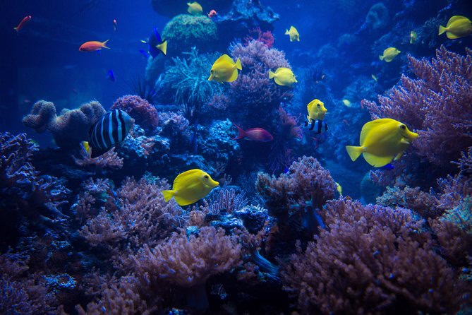 Plongée d'initiation à Eilat - Image 6
