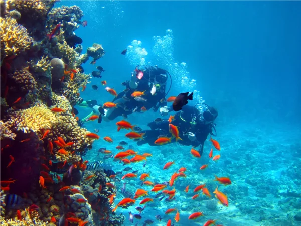 Diving Tours